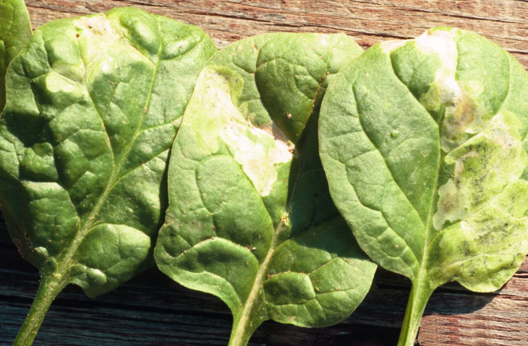 spinach leafminer